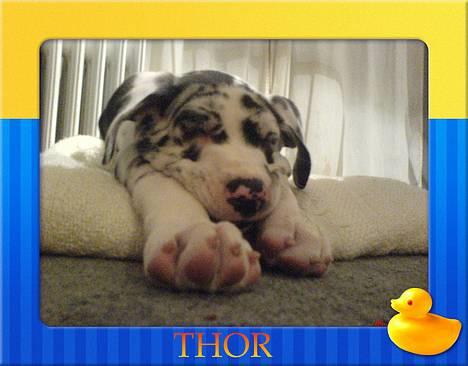 Grand danois THOR - sove...ro...tak... billede 15