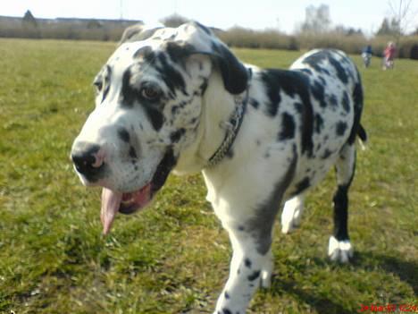 Grand danois THOR - 21 uger- ude og lege...det er bare det bedste :-) billede 16