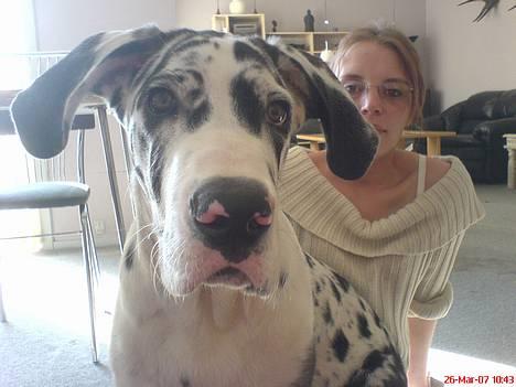 Grand danois THOR - "Flyyyyt dig moar....det er mig han ska ta billeder af" billede 17