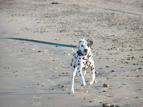 Dalmatiner Spotty Buddy V. Jasper  billede 15