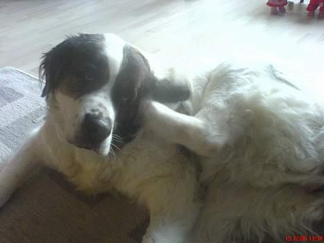 Sankt bernhardshund dejlig sambo<3<3<3 R.I.P. - Eeeeej... altså, det klør sådan i øret... billede 12