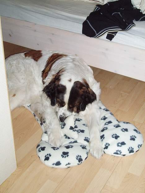 Sankt bernhardshund dejlig sambo<3<3<3 R.I.P. - leger lige me mit nye bamsekødben... billede 13