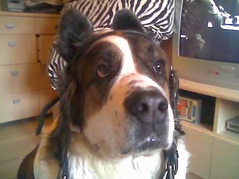 Sankt bernhardshund dejlig sambo<3<3<3 R.I.P. - min lille pony er på banen igen... billede 14