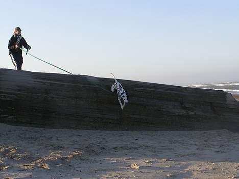 Dalmatiner Spotty Buddy V. Jasper  billede 16