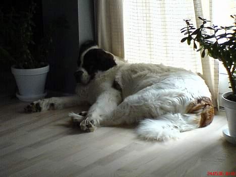 Sankt bernhardshund dejlig sambo<3<3<3 R.I.P. - mit ynglings sted a ligge (med undtagelse fra i sengen) jeg ligger super godt.. ja sådan her hver aften.. det ligner det måske ikk, meeen det er super... billede 15