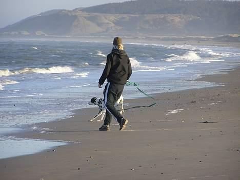 Dalmatiner Spotty Buddy V. Jasper  billede 17