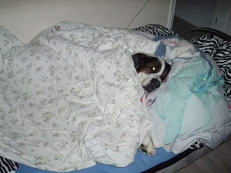 Sankt bernhardshund dejlig sambo<3<3<3 R.I.P. - ligger lig og putter sååå dejligt underdynen.. billede 16