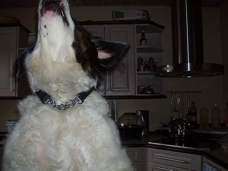 Sankt bernhardshund dejlig sambo<3<3<3 R.I.P. - triks jeg kan var... hopper lige op og tarkiksen... og hold da op jeg bliver høj nårjeg kommer helt op på bagbenene... billede 17