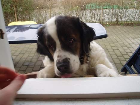 Sankt bernhardshund dejlig sambo<3<3<3 R.I.P. - Mmmmmmmm... nam nam hvor det smager c",) billede 19