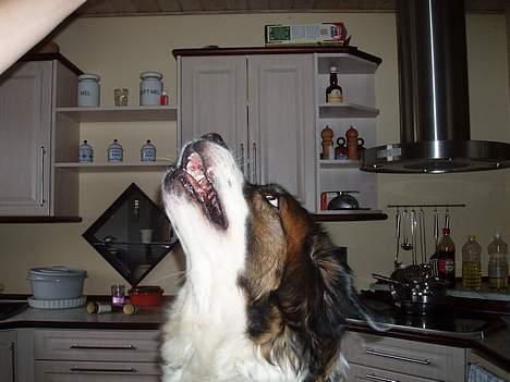 Sankt bernhardshund dejlig sambo<3<3<3 R.I.P. - hapssss.... billede 20