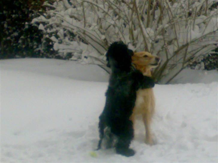 Blanding af racer tøsen - mombasa er glad for tøsen. billede 6