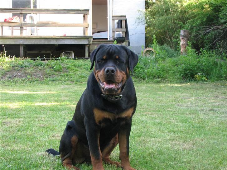 Rottweiler Vom Hause Wennora- Aslan  - 8 måneder  billede 10