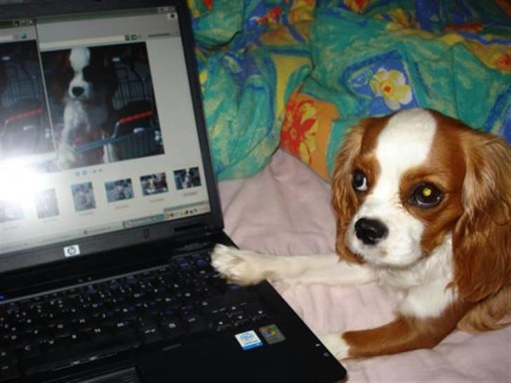 Cavalier king charles spaniel Molly - Molly tjekke lige sig selv ud på Sara´s bærbar <3 billede 6