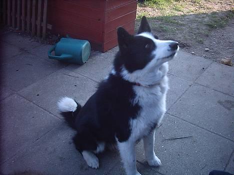 Karelsk bjørnehund Fellow (død 11 dec 2009) - Jaaa...godbid.... billede 1