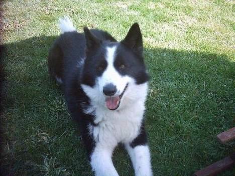 Karelsk bjørnehund Fellow (død 11 dec 2009) - Får jeg snart den hapser ? billede 2