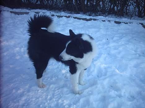 Karelsk bjørnehund Fellow (død 11 dec 2009) - I sneen billede 3