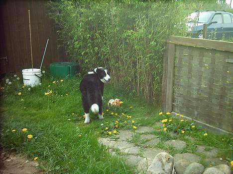 Karelsk bjørnehund Fellow (død 11 dec 2009) - Du får det ikke, det er MIT kødben ! billede 4