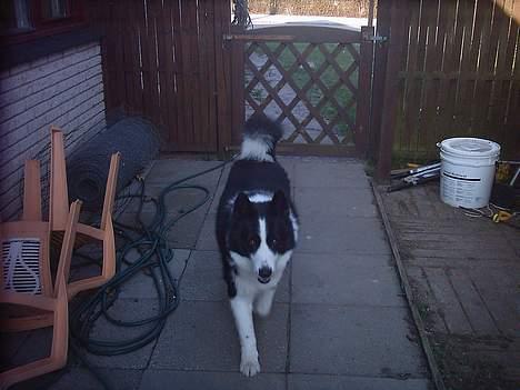 Karelsk bjørnehund Fellow (død 11 dec 2009) - Bare rolig, der kom ikke nogen alligevel. billede 5