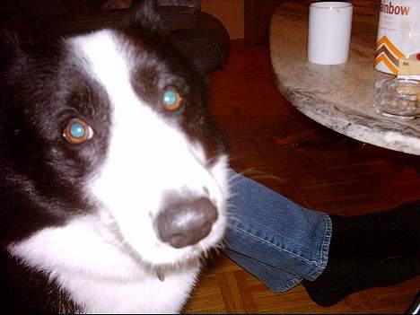 Karelsk bjørnehund Fellow (død 11 dec 2009) - kan du lige komme tæt nok på hva? billede 7
