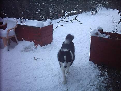 Karelsk bjørnehund Fellow (død 11 dec 2009) - I sneen igen. billede 8