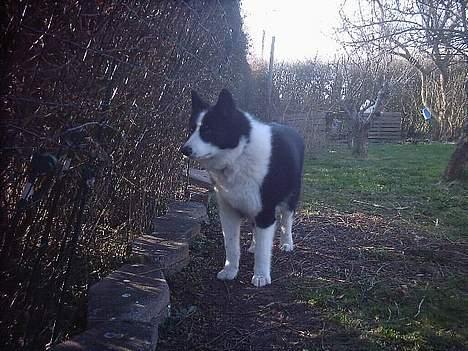 Karelsk bjørnehund Fellow (død 11 dec 2009) - Gad vide hvad naboen mon laver ? billede 9