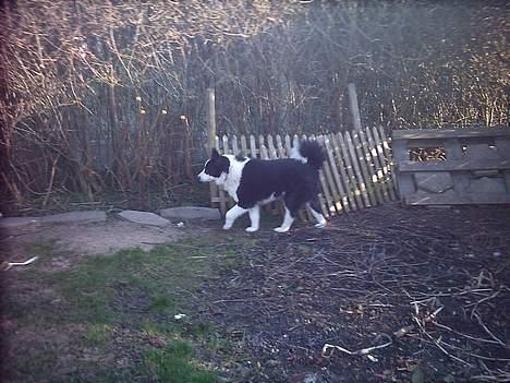 Karelsk bjørnehund Fellow (død 11 dec 2009) - På patrulje langs hækken. billede 10