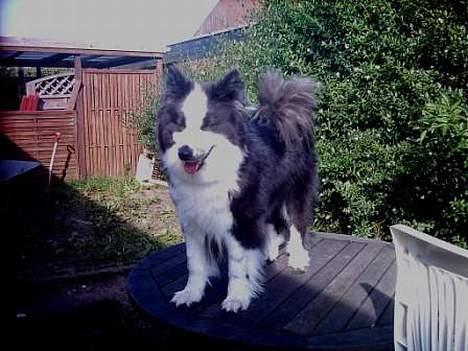 Karelsk bjørnehund Yoda (død 4 januar 2014) - Foretrukne oversigts plads. billede 1