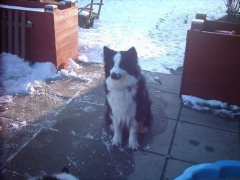 Karelsk bjørnehund Yoda (død 4 januar 2014) - Sidder lige og venter på at der kommer en der vil kæle. billede 2