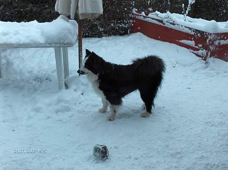 Karelsk bjørnehund Yoda (død 4 januar 2014) - Dejligt med noget sne billede 3