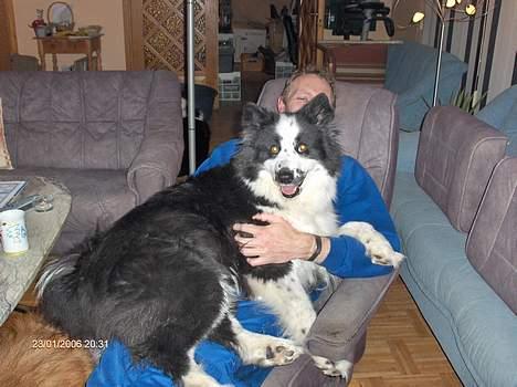 Karelsk bjørnehund Yoda (død 4 januar 2014) - "Skødehunden" Yoda billede 4