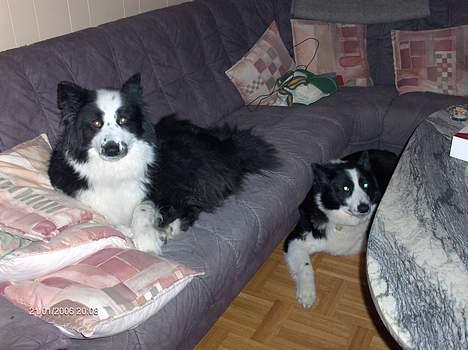 Karelsk bjørnehund Yoda (død 4 januar 2014) - øhhhh, kan du se mig her ;-) billede 5