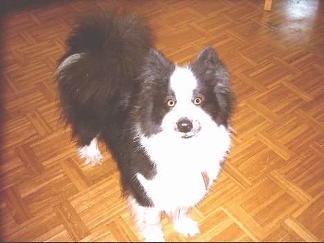 Karelsk bjørnehund Yoda (død 4 januar 2014) - Davs med dig. billede 6