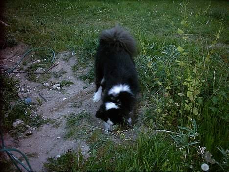 Karelsk bjørnehund Yoda (død 4 januar 2014) - Yndlingsbeskæftigelse (haven ligner en 18 hullers golfbane) billede 7