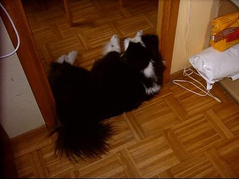 Karelsk bjørnehund Yoda (død 4 januar 2014) - Dørstopper billede 8