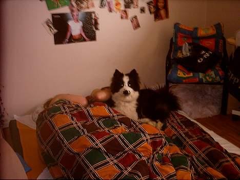 Karelsk bjørnehund Yoda (død 4 januar 2014) - hæ hæ hæ, de har slet ikke opdaget mig, de sover godt billede 9