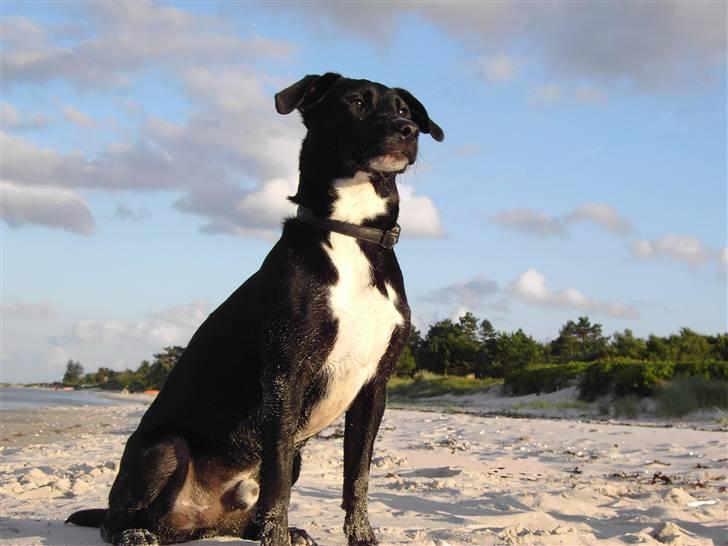 Blanding af racer Noah - Velkommen til min profil... :) billede 1