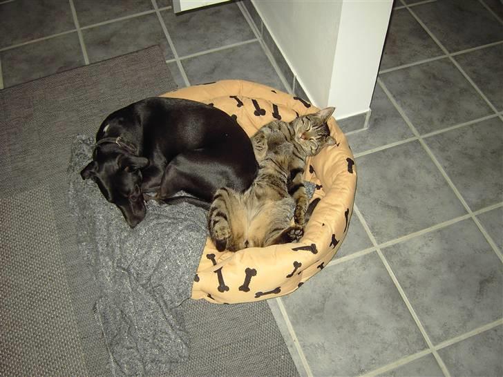 Blanding af racer Noah - Det er dejligt at få en lille lur med min storebror... billede 2