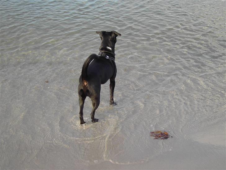 Blanding af racer Noah - Der er godt nok meget vand... :) billede 3