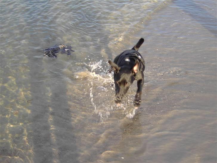 Blanding af racer Noah - Her kommer jeg.. billede 4