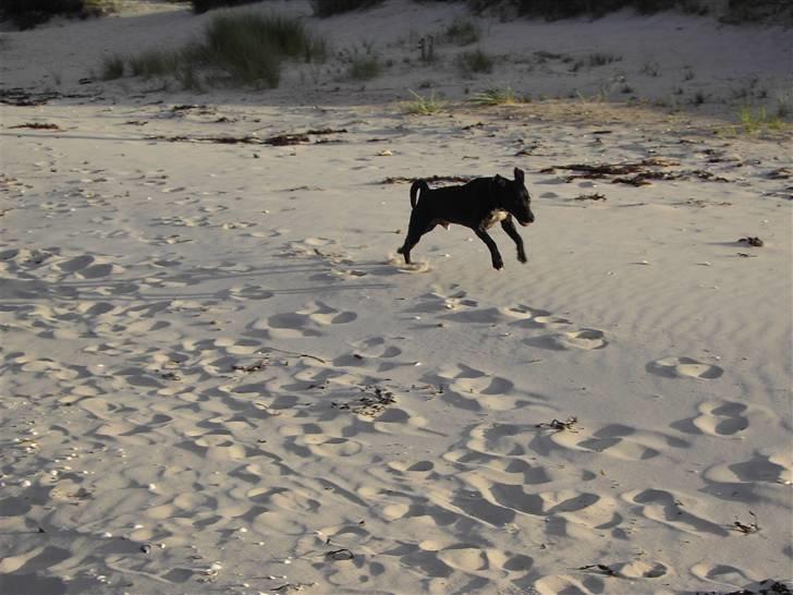 Blanding af racer Noah - Fuld fart.... Elsker at være på stranden !! :) billede 5