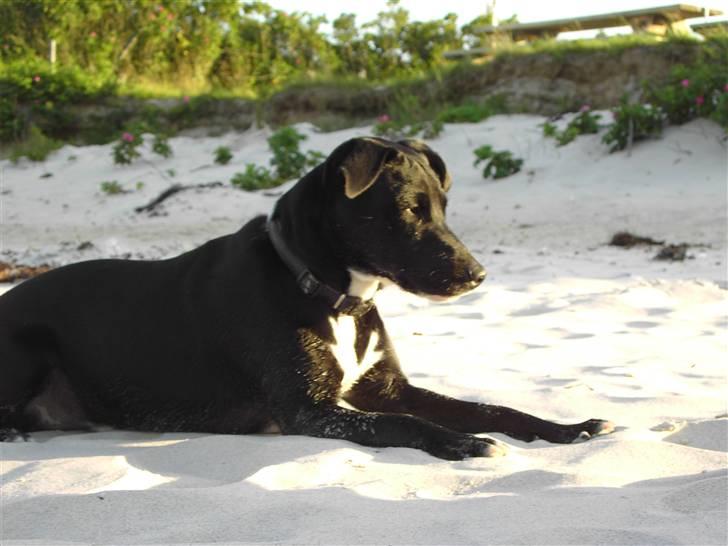 Blanding af racer Noah - Se hvor fint jeg kan ligge.. Er jeg ikke flot? billede 6