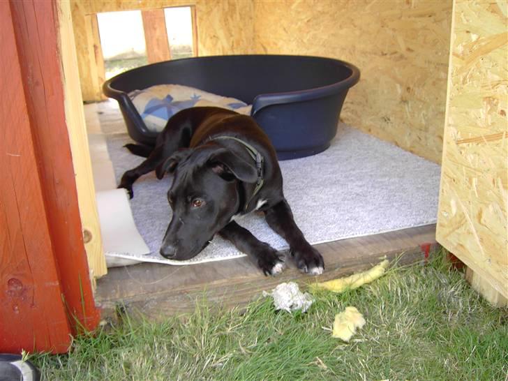 Blanding af racer Noah - Ja det er så mit nye hunde hus... Det er bare fedt! :) billede 7