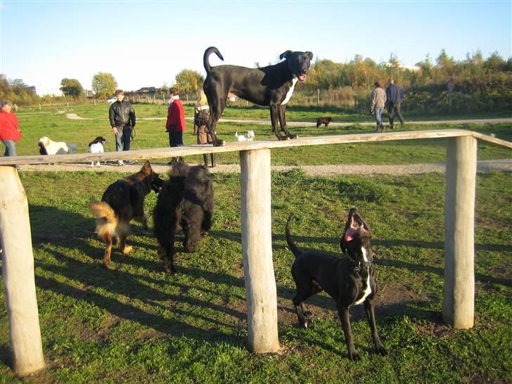 Blanding af racer Noah - Her er jeg i hundegård med alle mine venner :) billede 9