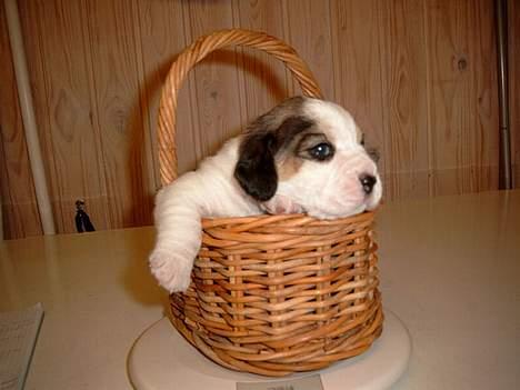 Beagle Carla - Få mig op fra den dumme kurv billede 1