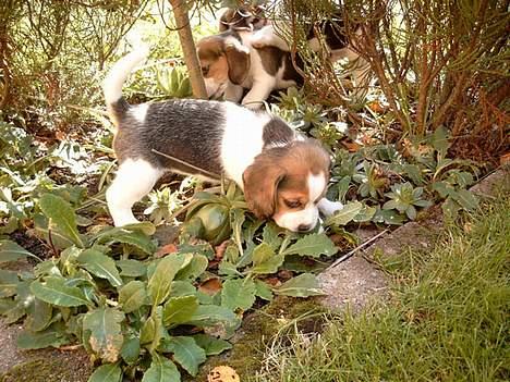 Beagle Carla - Min første dag ude, sikke mange mærkelige ting der findes her ude! billede 2
