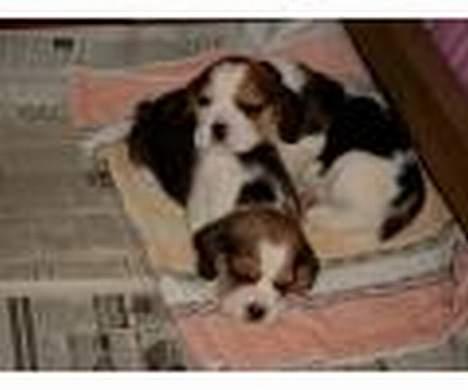 Beagle Carla - Godt med en lille lur sammen med brormand billede 3