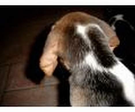 Beagle Carla - Klar til ballade billede 4