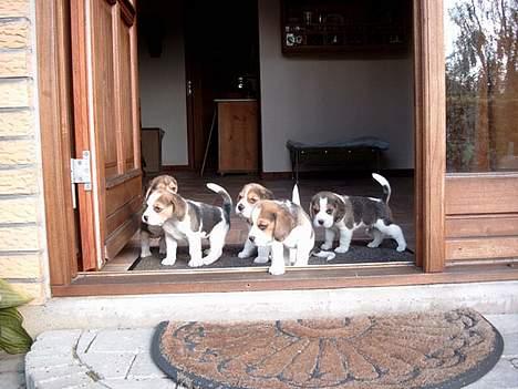 Beagle Carla - Her kommer jeg først som altid billede 5