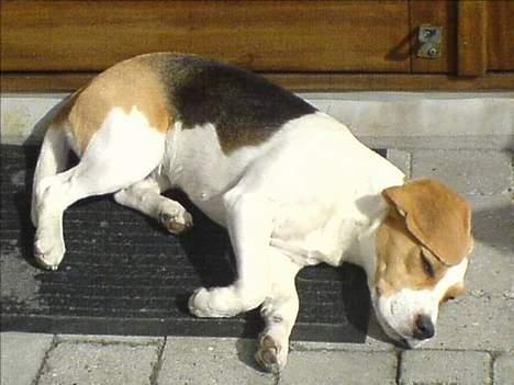 Beagle Carla - Carla tager lige en slapper i sommervarmen 2006 billede 6