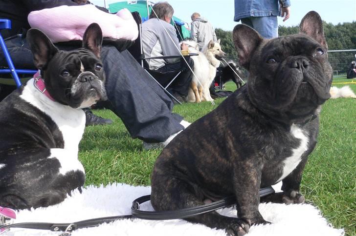 Fransk bulldog Chef D Òeuvre  ( Louis ) - Mig og søster Carla på Brøndby udstilling den 16-9-2007 billede 18